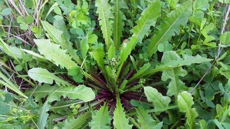 Berbagai Manfaat Obat Herbal yang dapat menghilangkan Rasa Sakit
