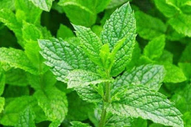Cara mengatasi Flu dengan tanaman Herbal Alami saat musim Hujan