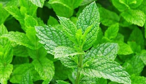 Cara mengatasi Flu dengan tanaman Herbal Alami saat musim Hujan
