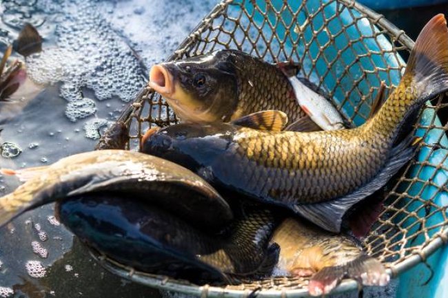 Cara sederhana Membudidayakan Ikan Mas Hingga Sukses