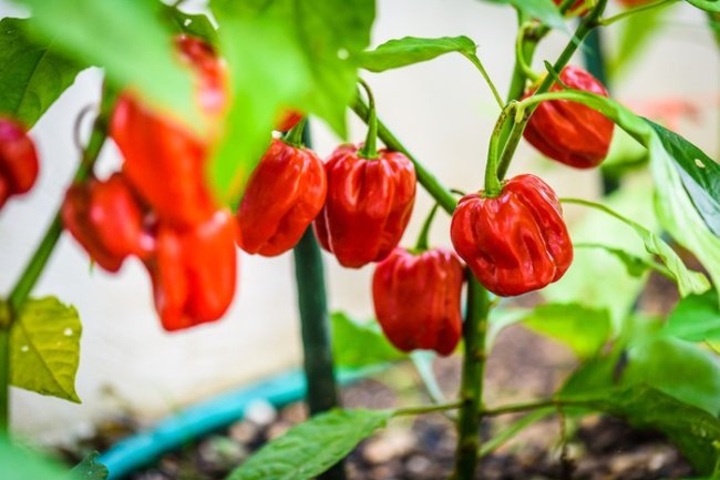 Inilah Dia ke 7 Cabe terpedas Didunia Menurut Guinness of Record