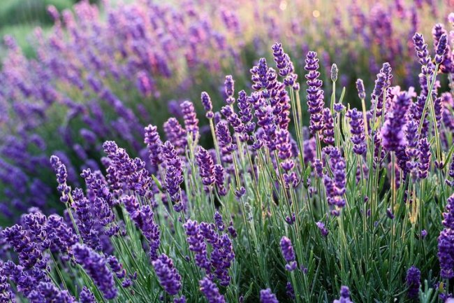Inilah manfaat dari minyak lavender untuk kesehatan