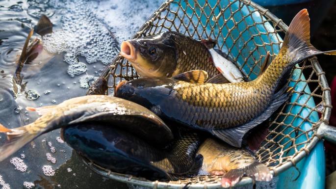 Cara sederhana Membudidayakan Ikan Mas Hingga Sukses