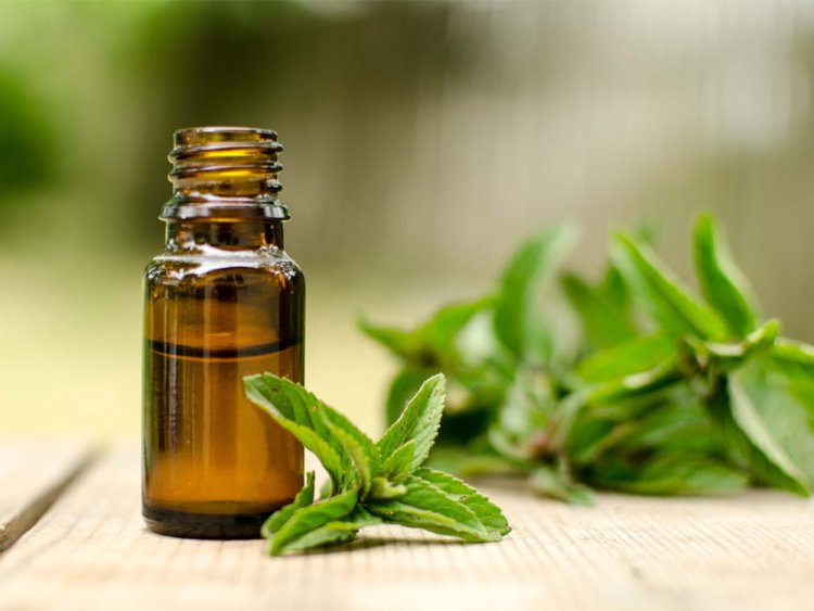 Manfaat Herbal Tumbuhan Peppermint Untuk Kesehatan Yang Mengejutkan