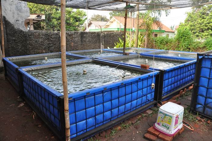 Cara Mudah Membuat Kolam Lele Dengan Mmenggunakan Terpal